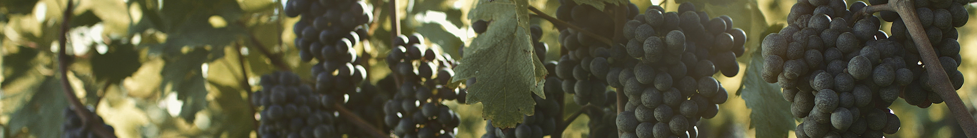 Cerveja, Vinho e Gastronomia